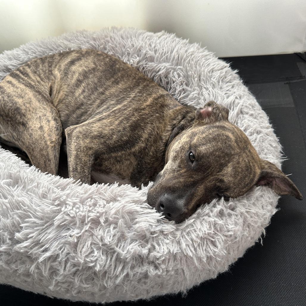 Mollie (Courtesy Post), a Adoptable mixed breed in Durham, NC image 4/4