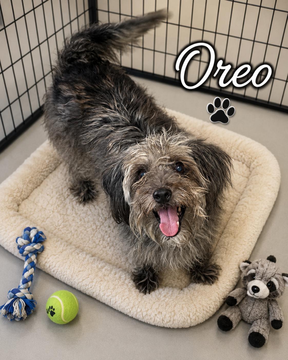Oreo, adopted, Adult Female Terrier.