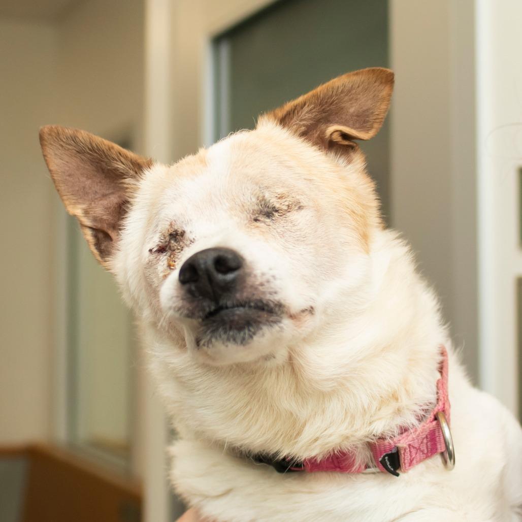 Rudy, Adoptable, Senior Male Chihuahua & Mixed Breed.