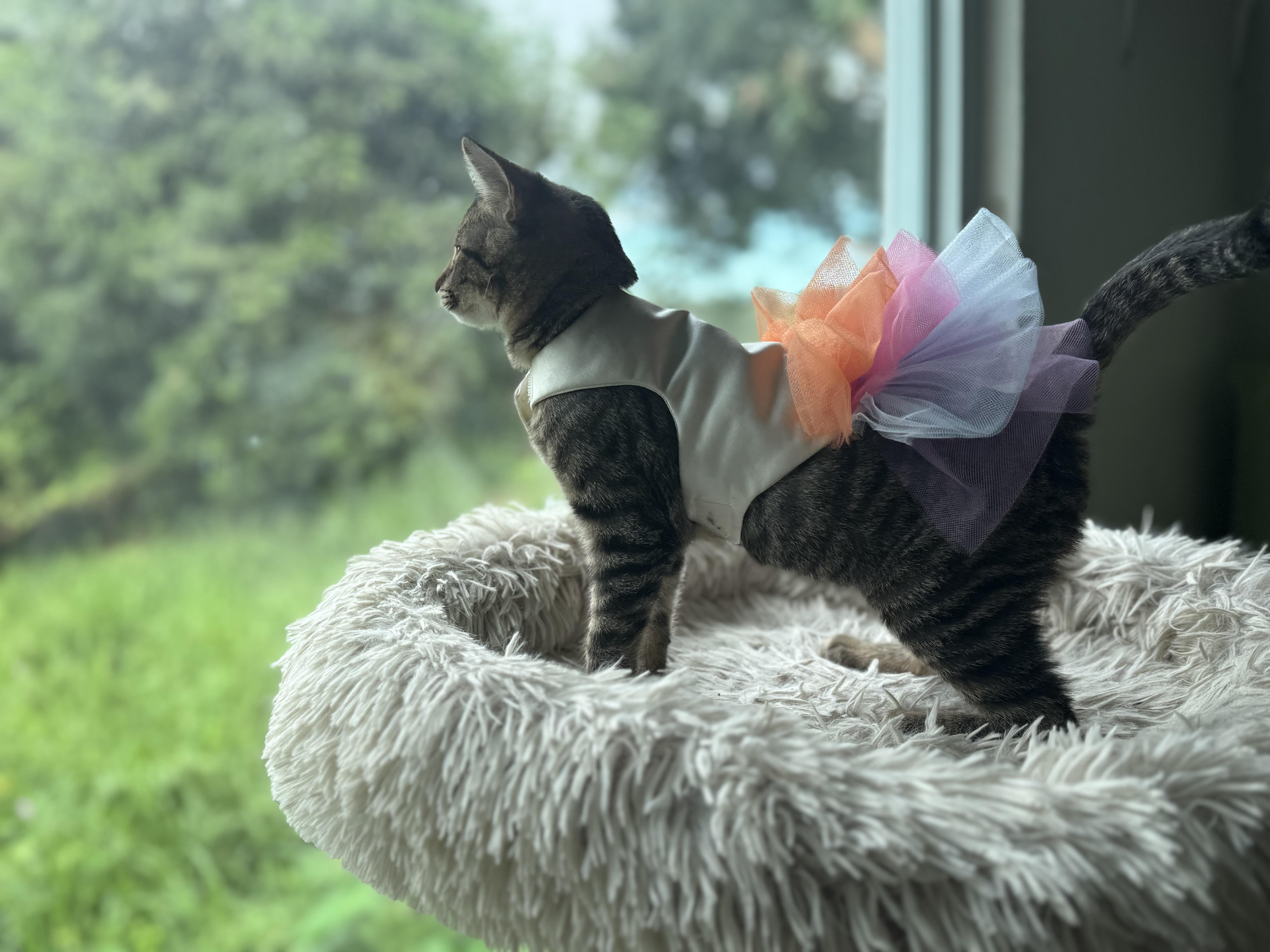 Enlarge Flaca, an adopted Domestic Short Hair in San Juan, PR image 1/1