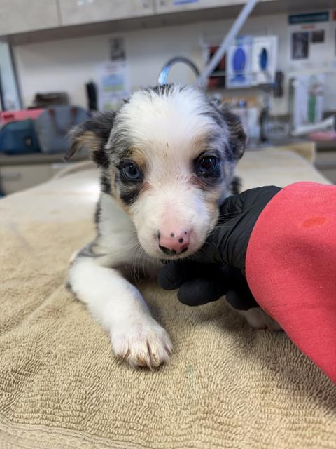 ANNIE, Adoptable, Puppy Female Border Collie.