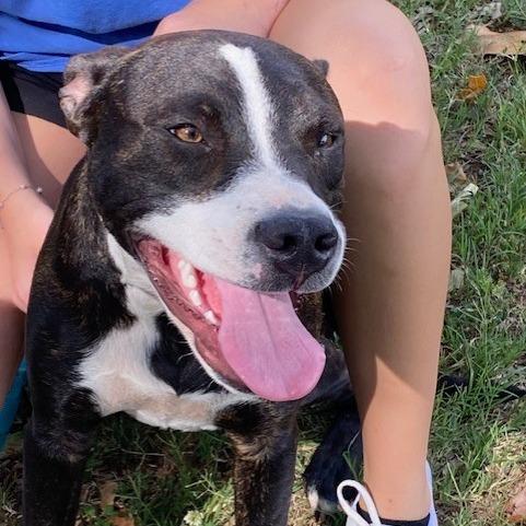 Enlarge Koda, a Adoptable Mixed Breed in Duncan, OK image 1/6