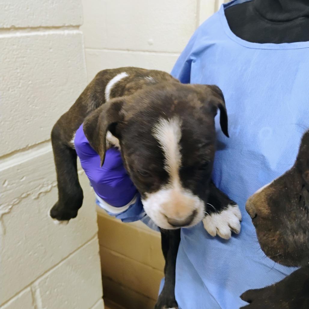 Enlarge Koda, a Adoptable Mixed Breed in Duncan, OK image 1/2