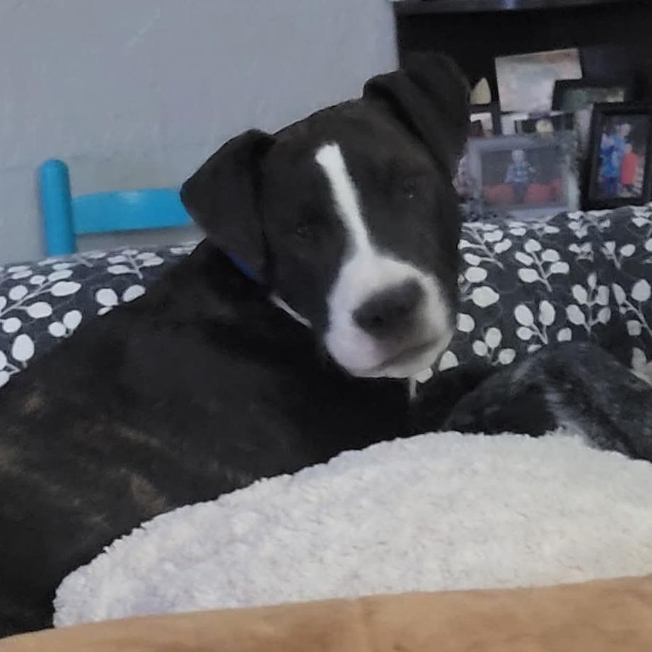 Enlarge Koda, a Adoptable Mixed Breed in Duncan, OK image 2/6