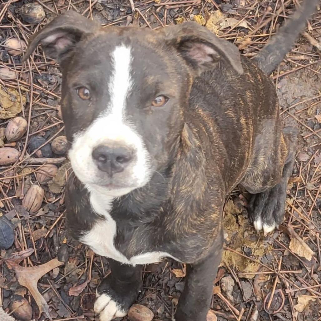 Enlarge Koda, a Adoptable Mixed Breed in Duncan, OK image 2/3