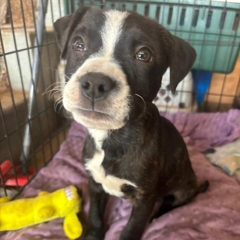 Enlarge Koda, a Adoptable Mixed Breed in Duncan, OK image 2/2