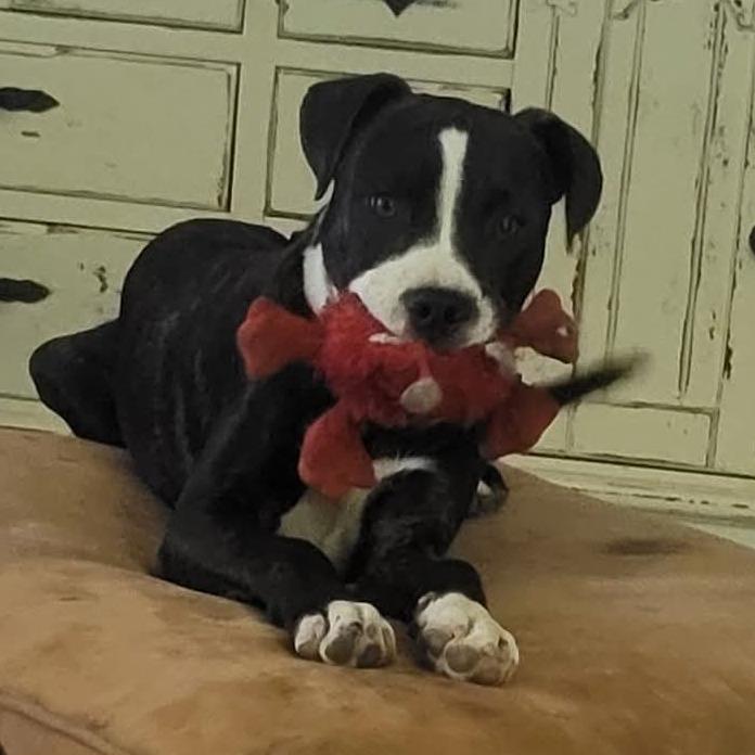 Enlarge Koda, a Adoptable Mixed Breed in Duncan, OK image 5/6