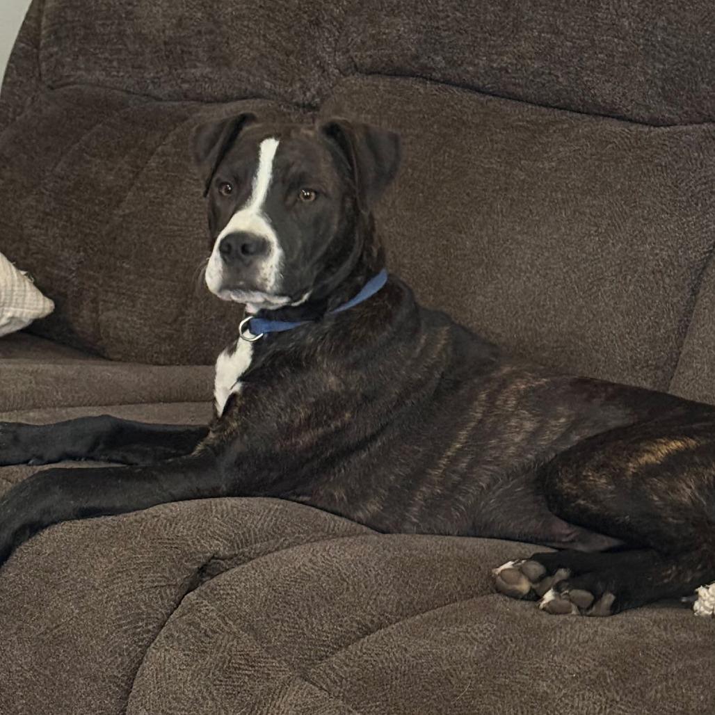 Enlarge Koda, a Adoptable Mixed Breed in Duncan, OK image 6/6