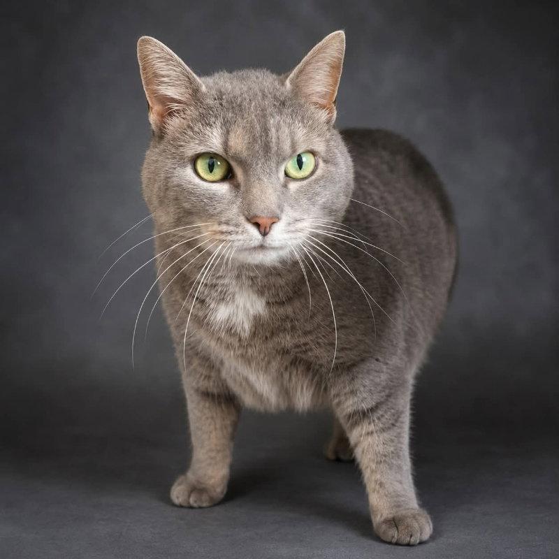 Baby Girl, Adoptable, Senior Female Domestic Short Hair & Tabby.