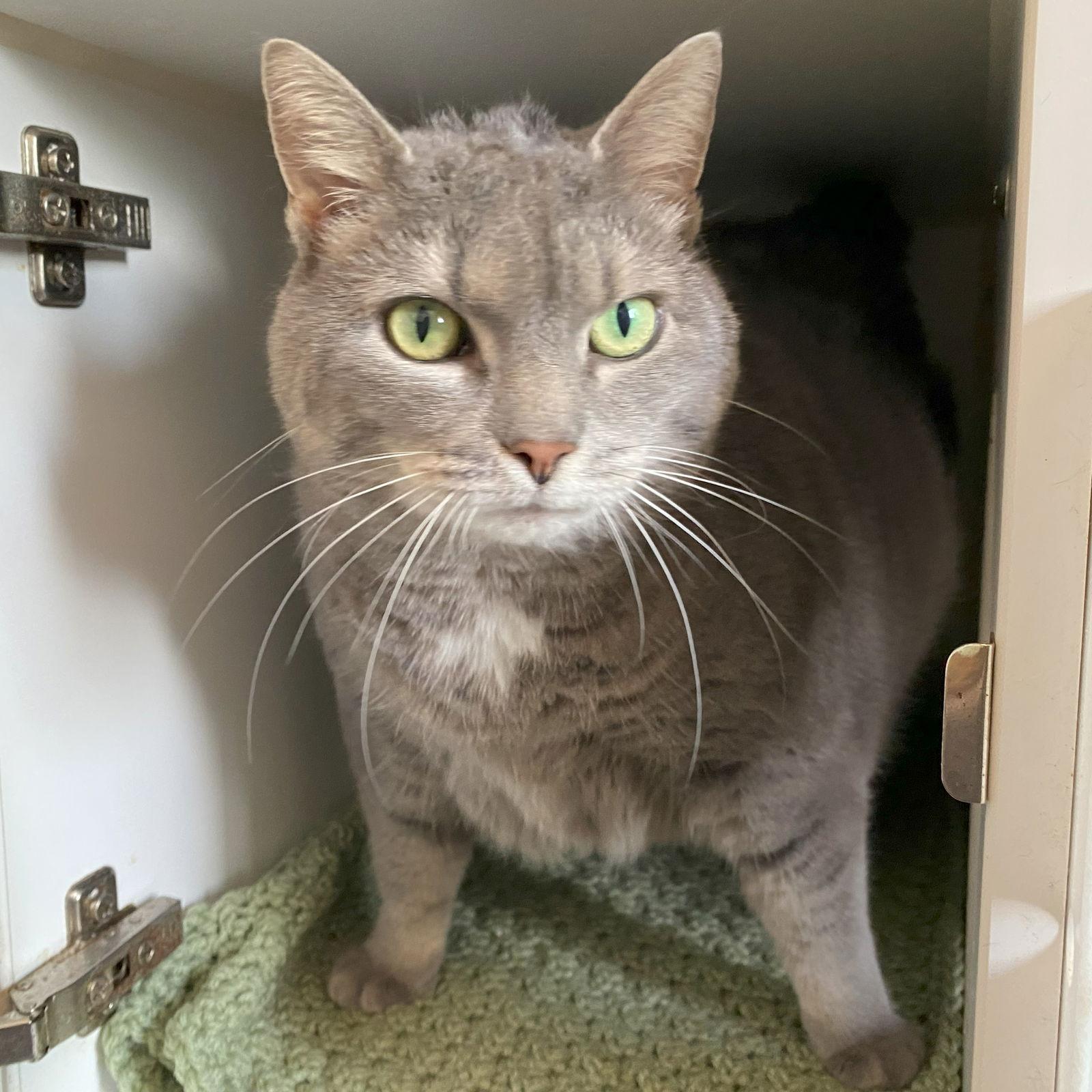 Enlarge Baby Girl, a Adoptable mixed breed in Gettysburg, PA image 2/3