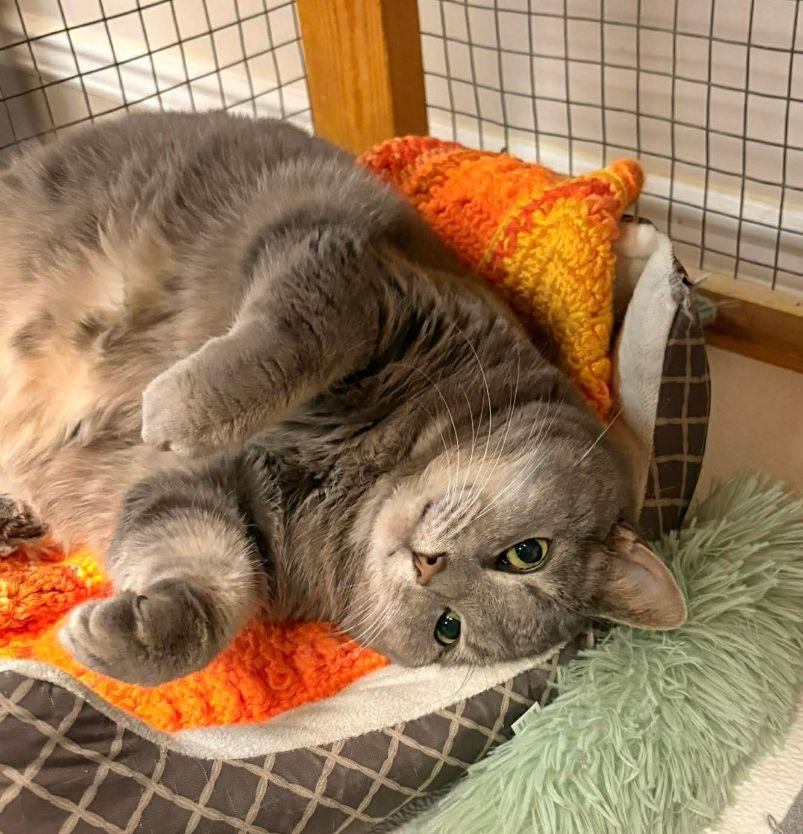 Enlarge Baby Girl, a Adoptable mixed breed in Gettysburg, PA image 3/3