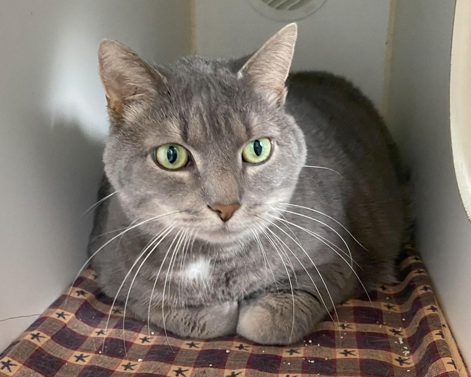 Enlarge Baby Girl, a Adoptable mixed breed in Gettysburg, PA image 3/3