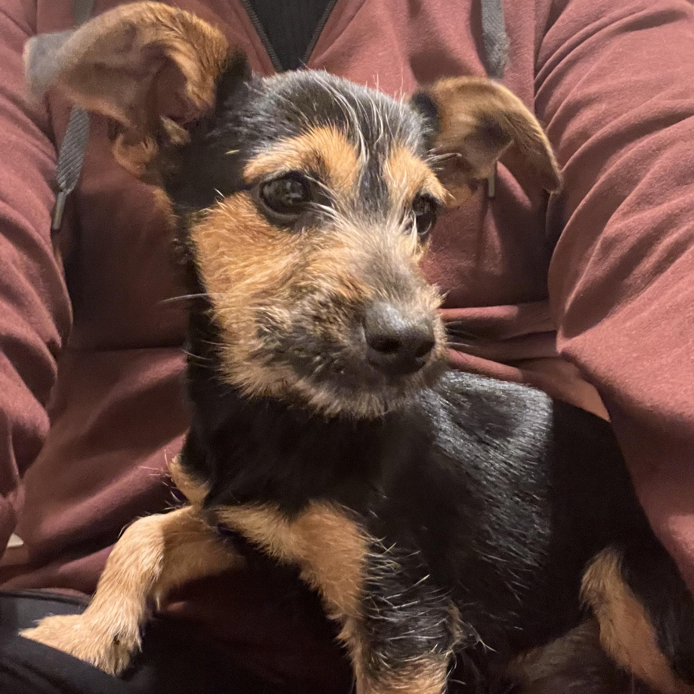 Billy, adopted, Young Male Yorkshire Terrier & Jack Russell Terrier.