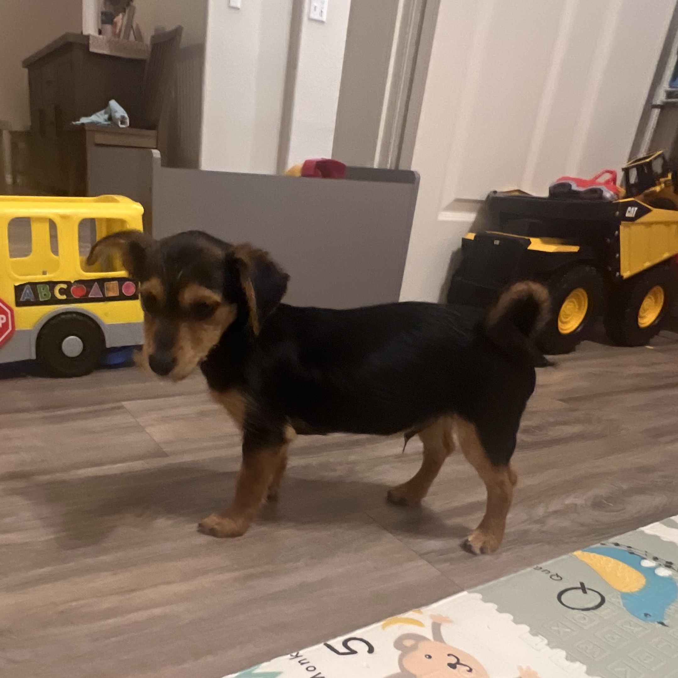 Enlarge Billy, an adopted mixed breed in Seal Beach, CA image 5/6