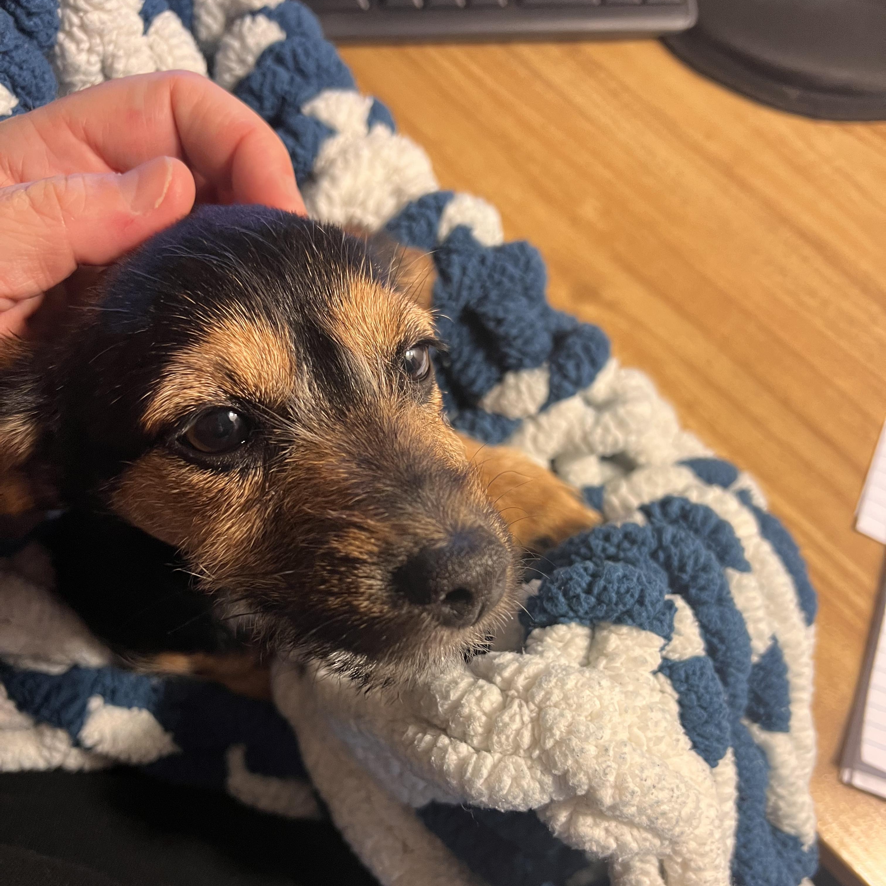 Enlarge Billy, an adopted mixed breed in Seal Beach, CA image 3/6