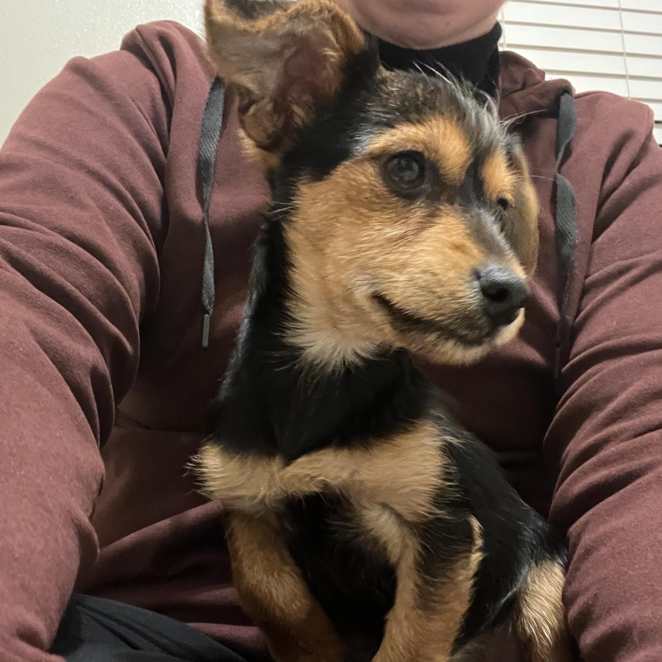 Enlarge Billy, an adopted mixed breed in Seal Beach, CA image 4/6