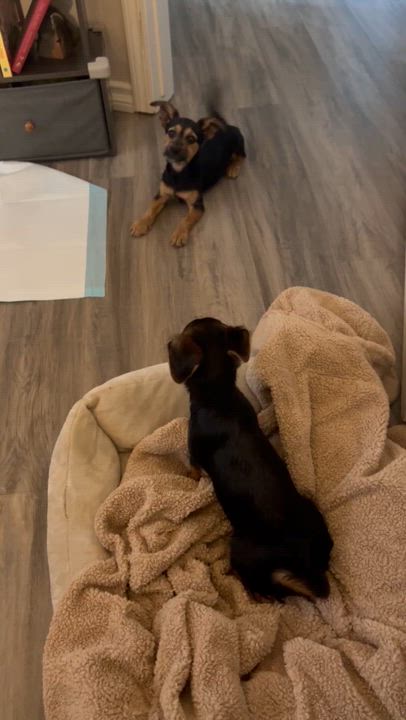 Enlarge Billy, an adopted mixed breed in Seal Beach, CA video 2/6