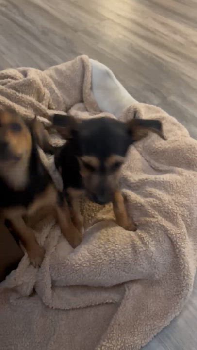 Enlarge Billy, an adopted mixed breed in Seal Beach, CA video 6/6