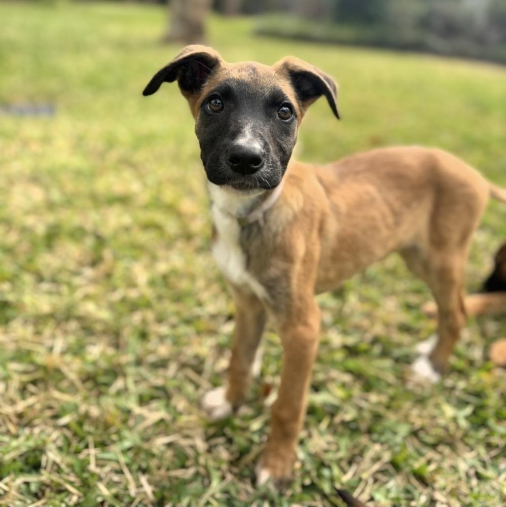 Wade, Adoptable, Puppy Male German Shepherd Dog & Collie.
