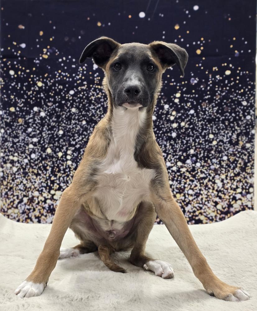 Wade, Adoptable, Puppy Male German Shepherd Dog & Collie.