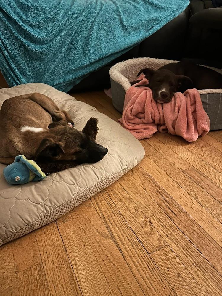 Enlarge Wade, a Adoptable mixed breed in Sedalia, CO image 2/6