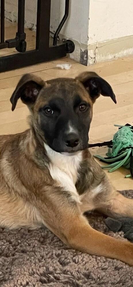 Enlarge Wade, a Adoptable mixed breed in Sedalia, CO image 3/6