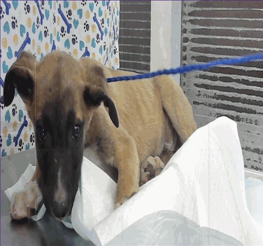 Enlarge Wade, a Adoptable mixed breed in Sedalia, CO image 4/6