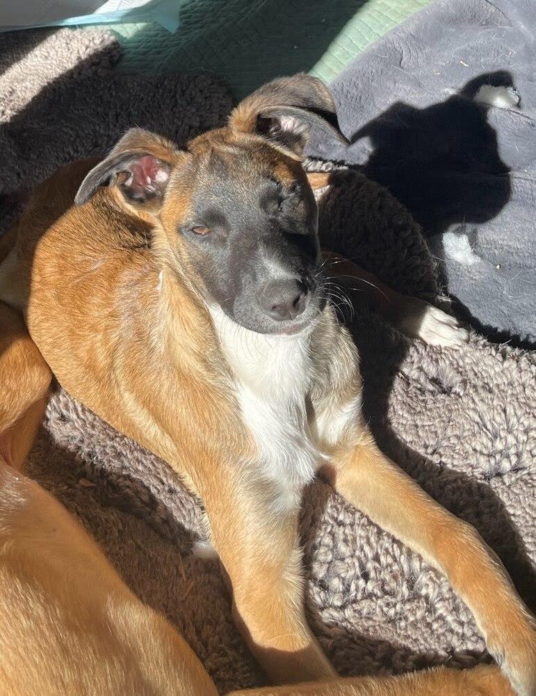 Enlarge Wade, a Adoptable mixed breed in Sedalia, CO image 4/6