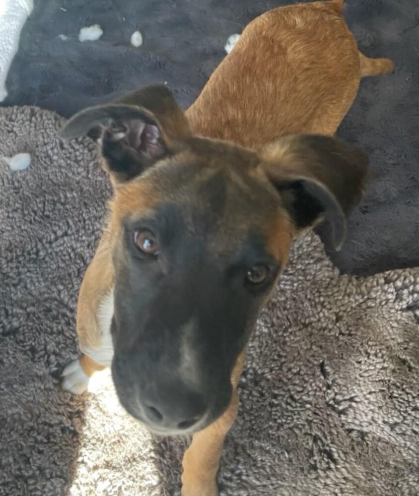 Enlarge Wade, a Adoptable mixed breed in Sedalia, CO image 5/6