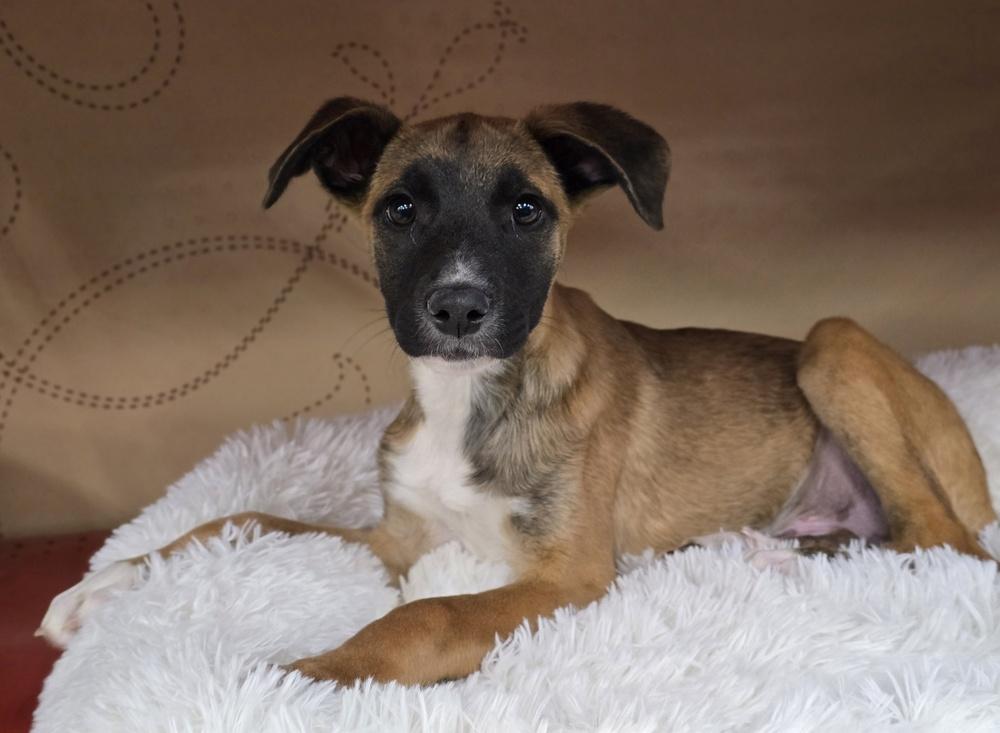 Enlarge Wade, a Adoptable mixed breed in Sedalia, CO image 6/6