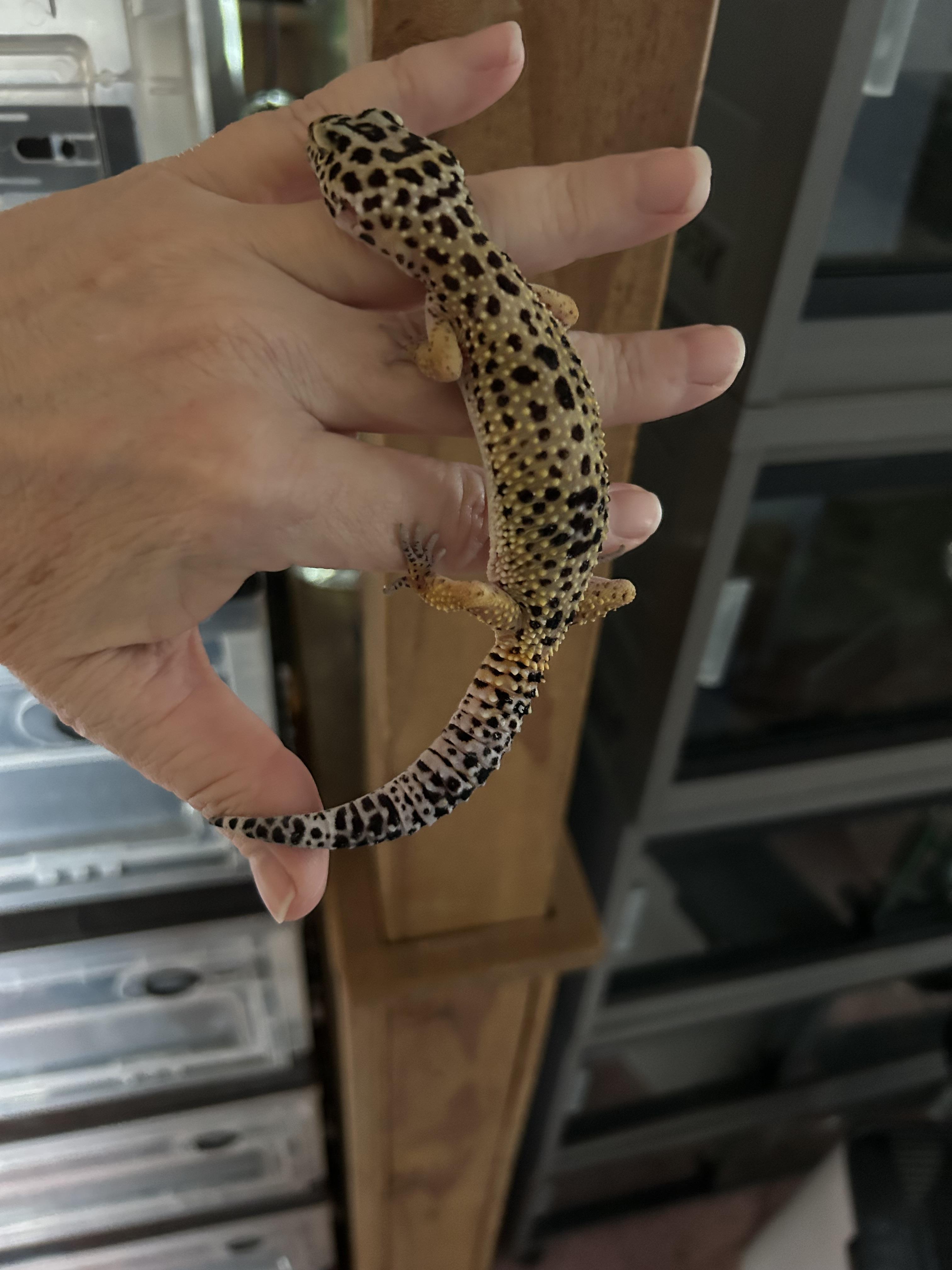 Leopard Gecko Chewy, an adopted Gecko in Concord, CA image 2/3