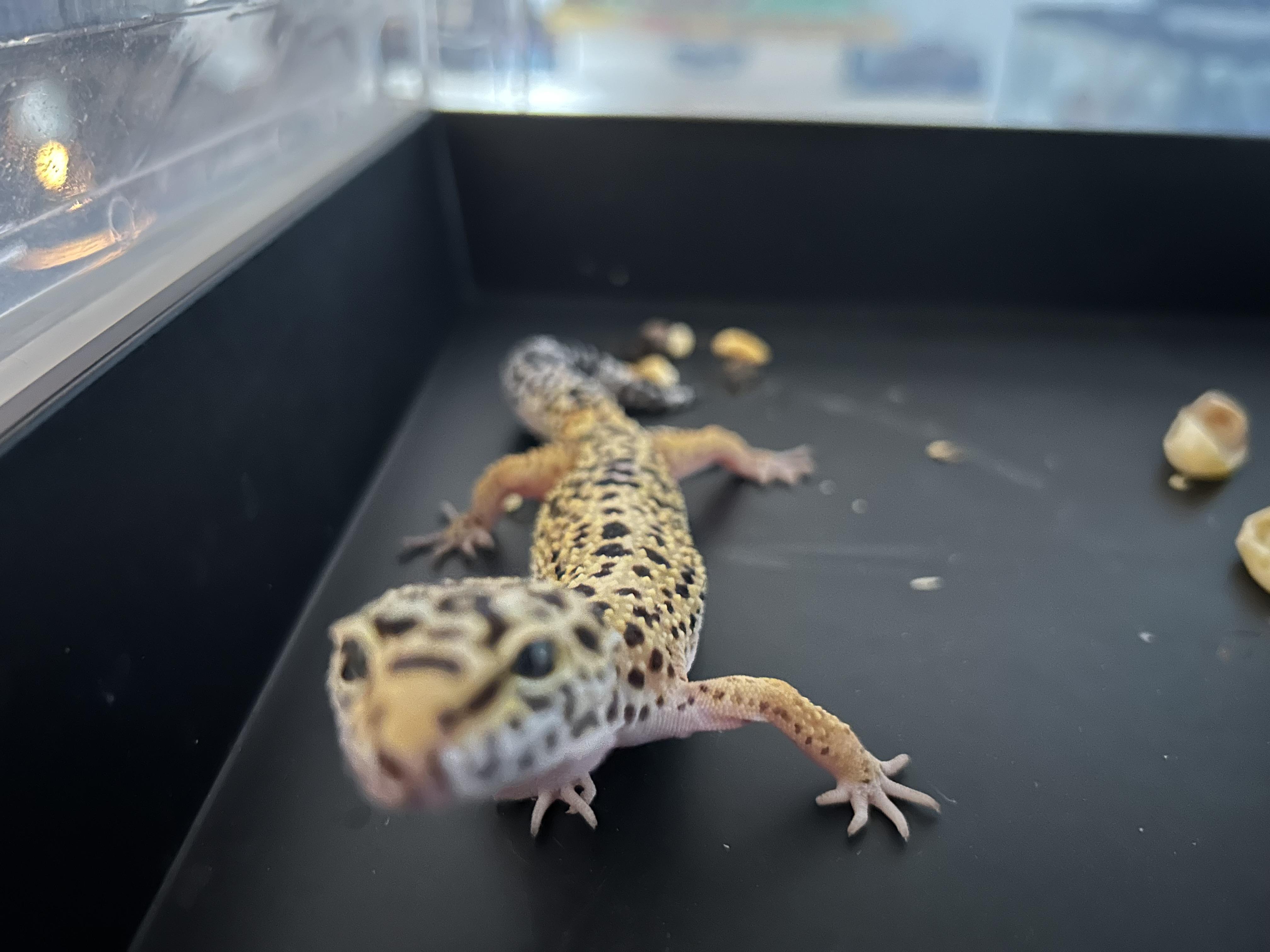 Leopard Gecko Chewy, adopted, Young Female Gecko.