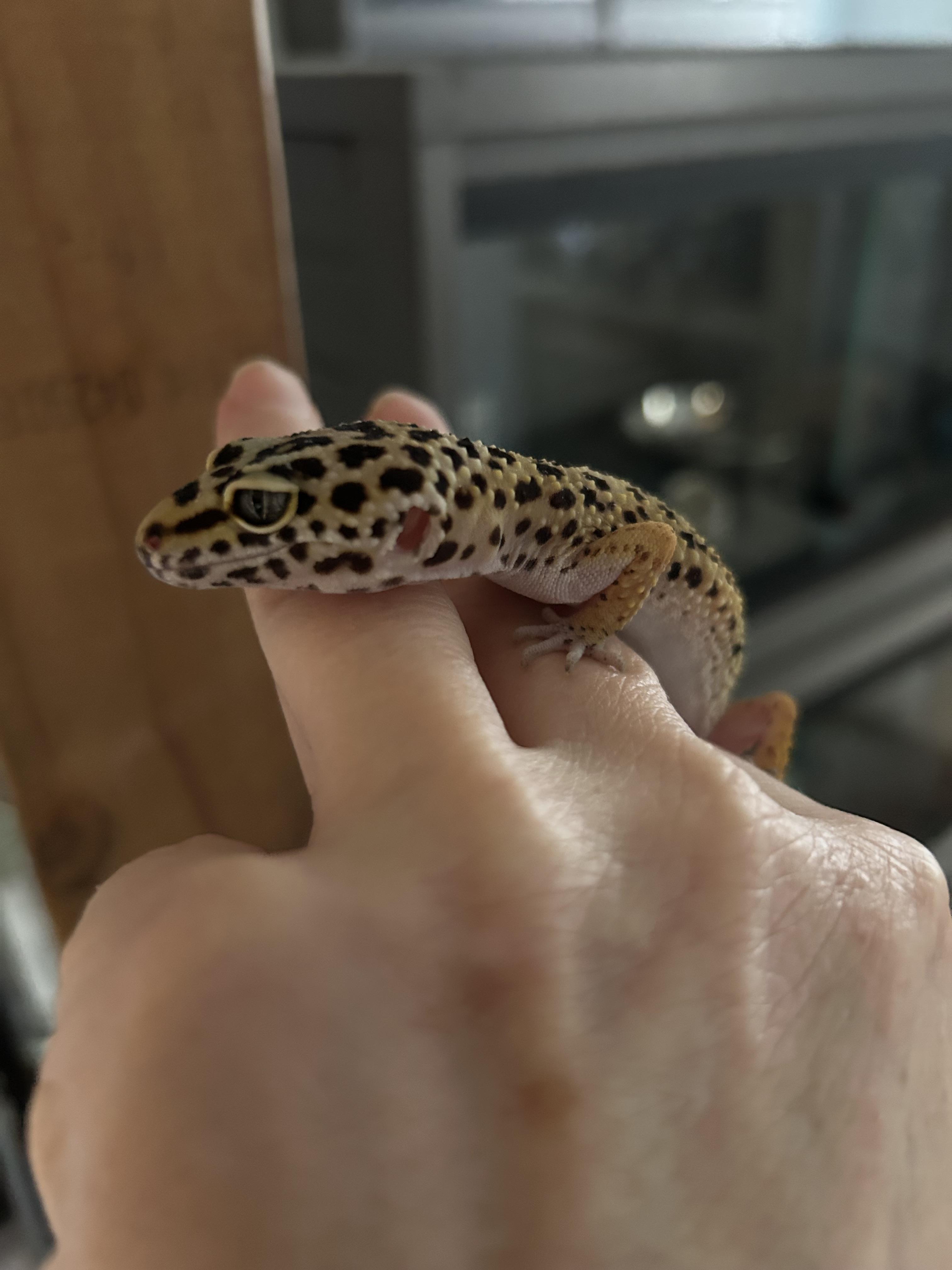 Leopard Gecko Chewy, an adopted Gecko in Concord, CA image 3/3