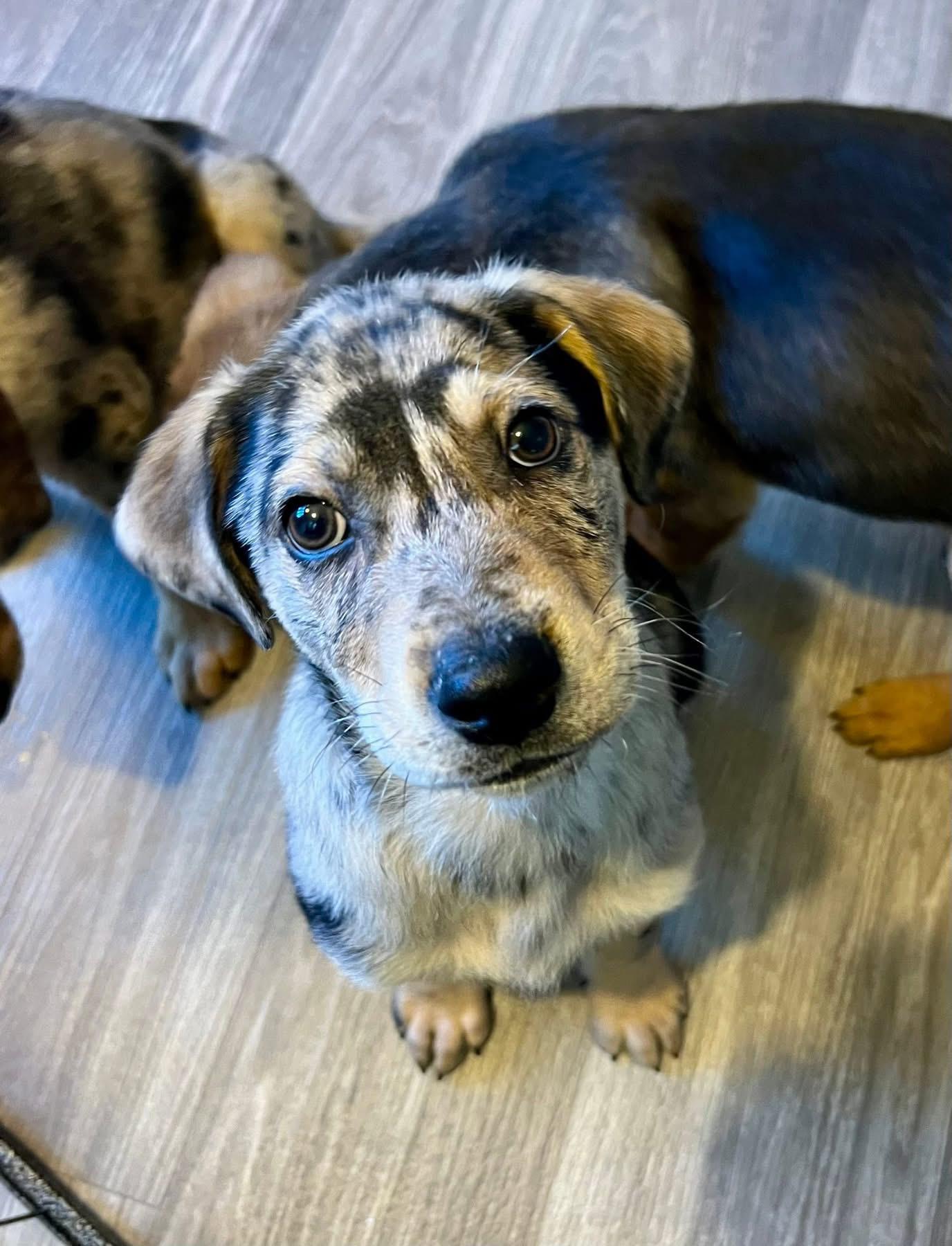 Enlarge Carl, an adopted mixed breed in Orland Park, IL image 1/5