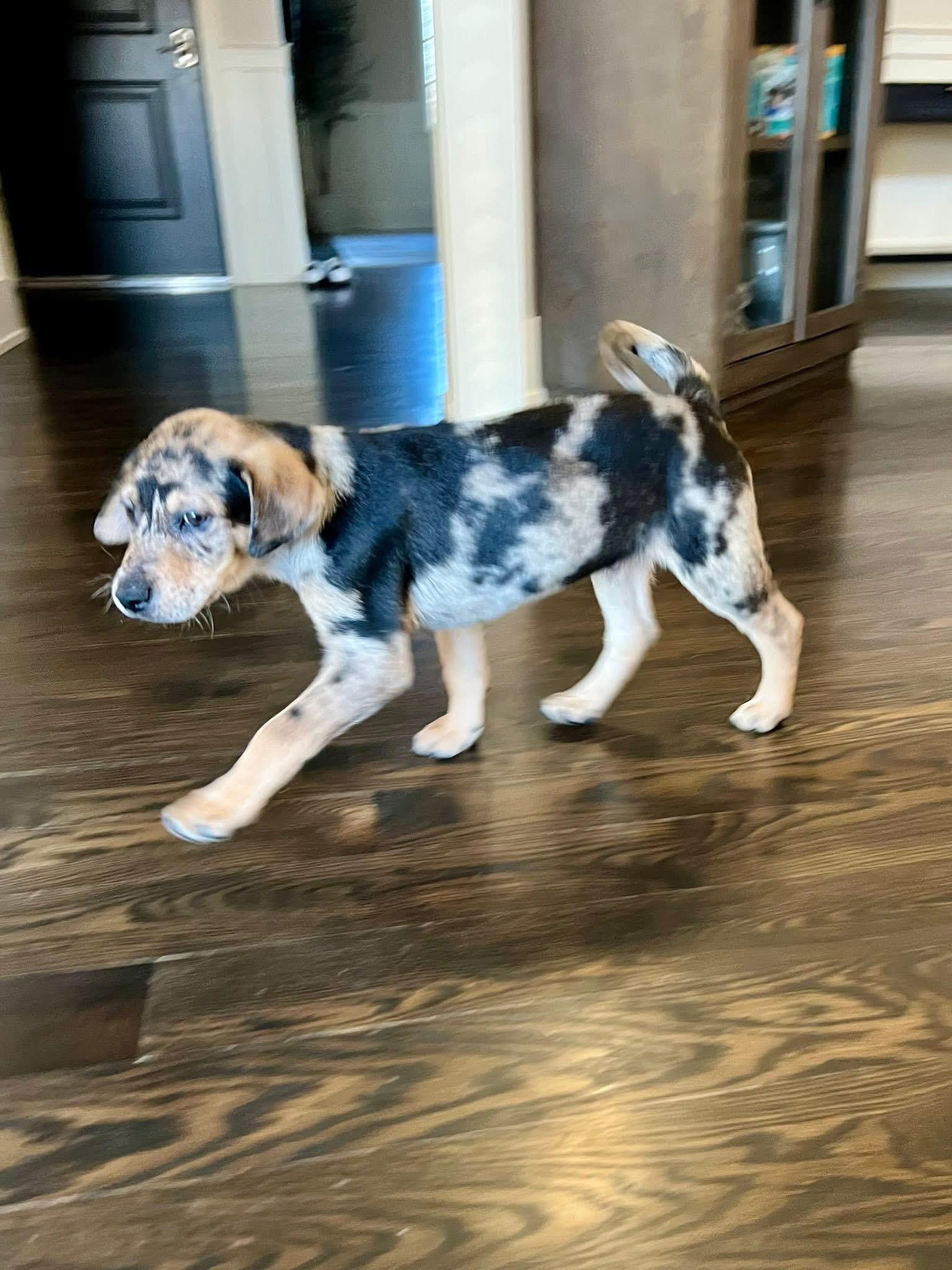 Enlarge Carl, an adopted mixed breed in Orland Park, IL image 5/5