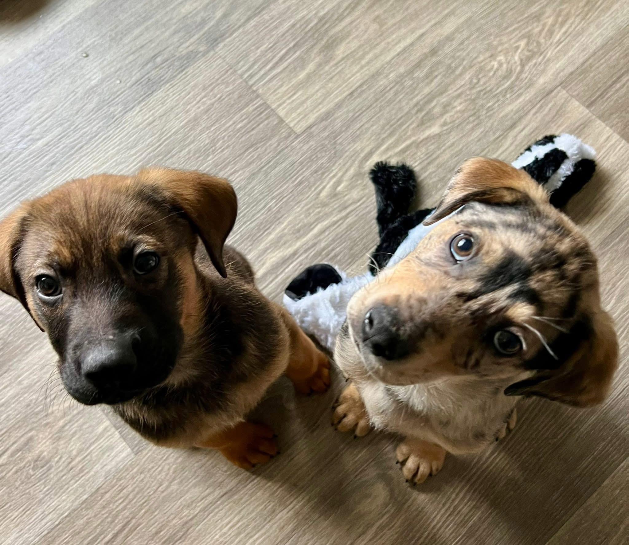 Enlarge Carl, an adopted mixed breed in Orland Park, IL image 3/5