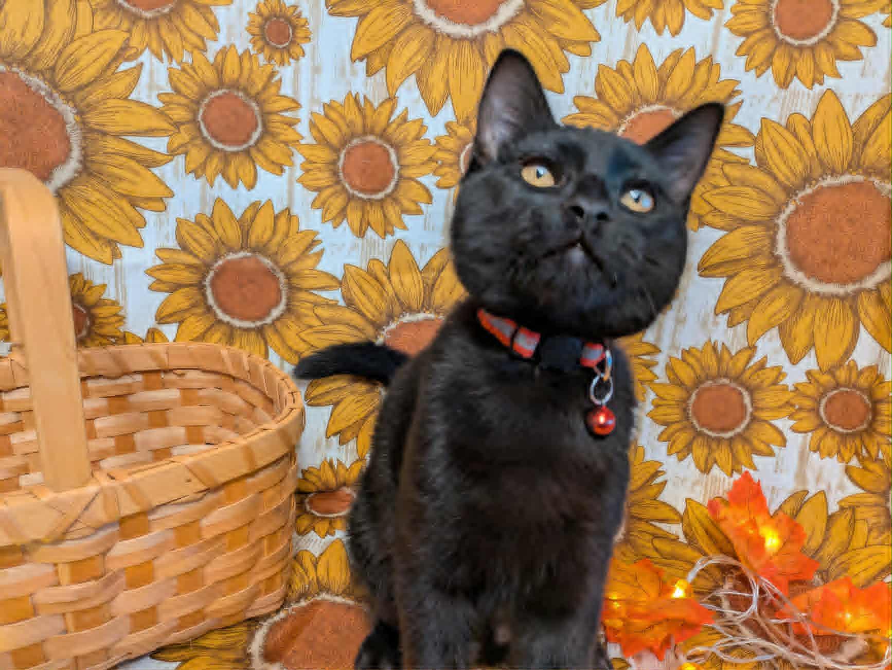 Lucifer, a Adoptable Domestic Short Hair in Ocean Springs, MS image 2/3