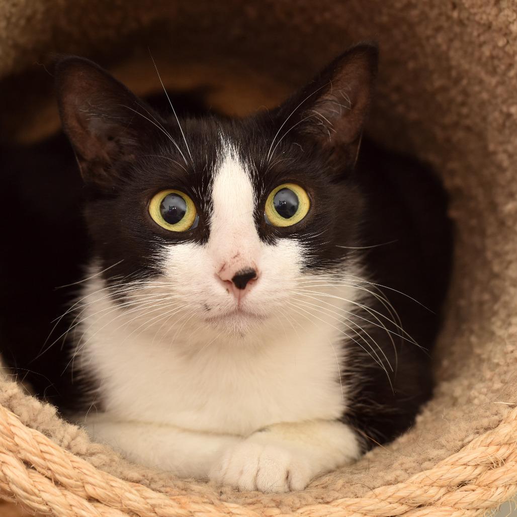 Enlarge Lovejoy, a Adoptable Domestic Short Hair in Portland, OR image 1/3