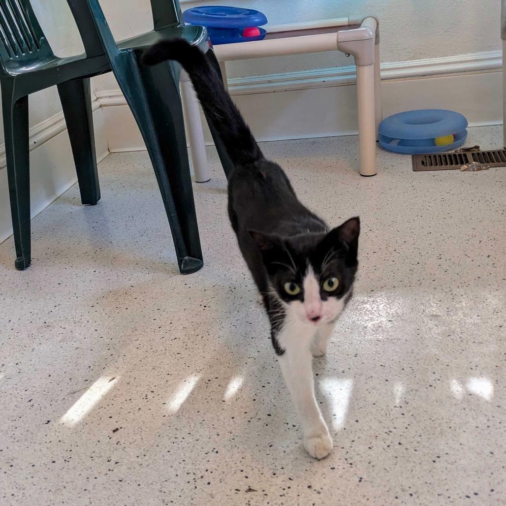 Enlarge Lovejoy, a Adoptable Domestic Short Hair in Portland, OR image 3/3