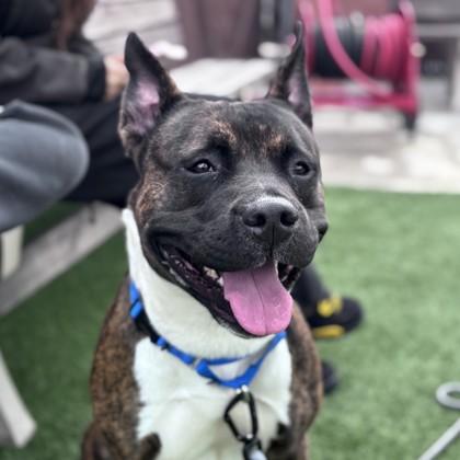 Enlarge Ozzie, a Adoptable mixed breed in San Francisco, CA image 1/2