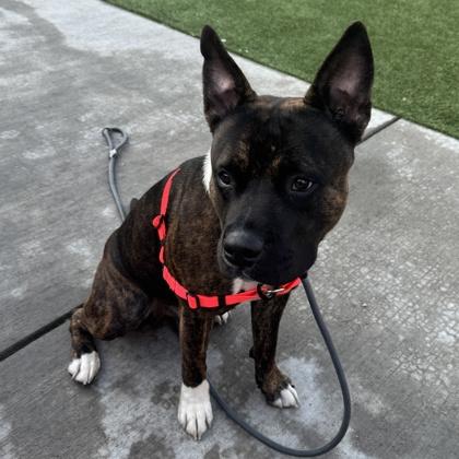 Enlarge Ozzie, a Adoptable mixed breed in San Francisco, CA image 2/2