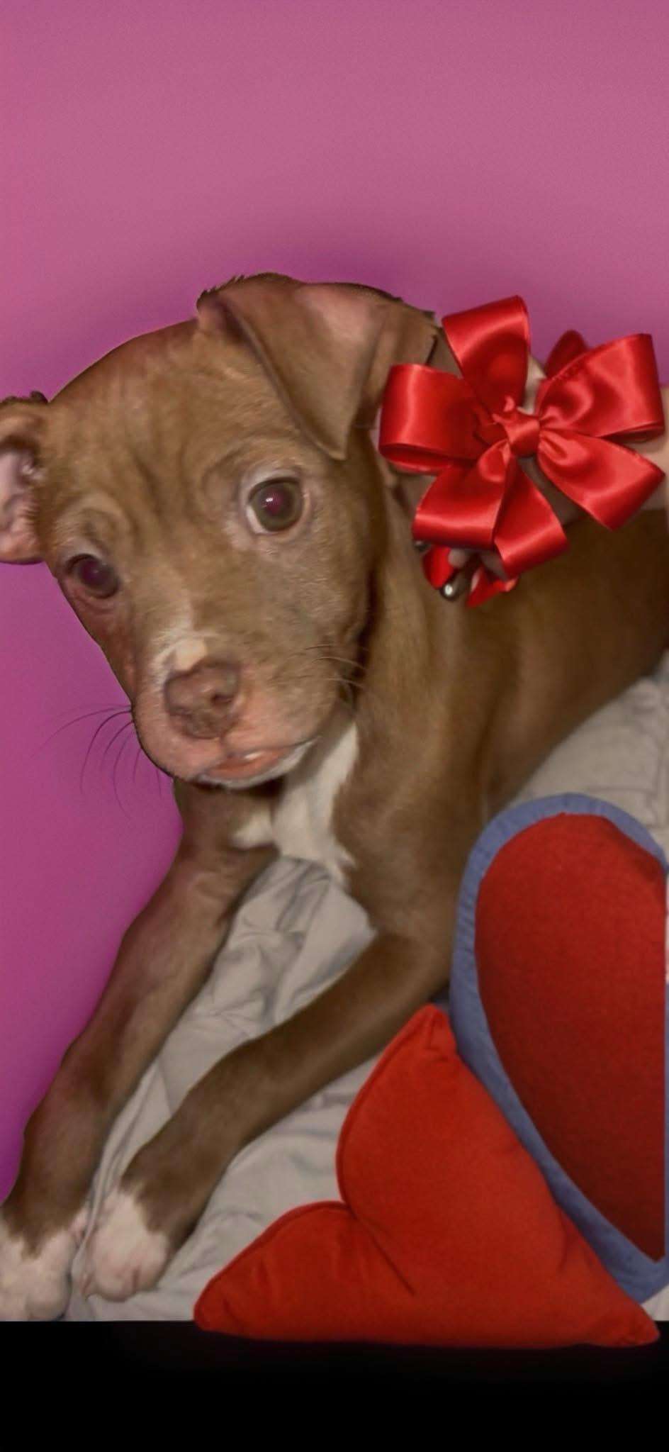 Enlarge Gidget , a ADOPTABLE mixed breed in Woodbury, NJ image 3/3