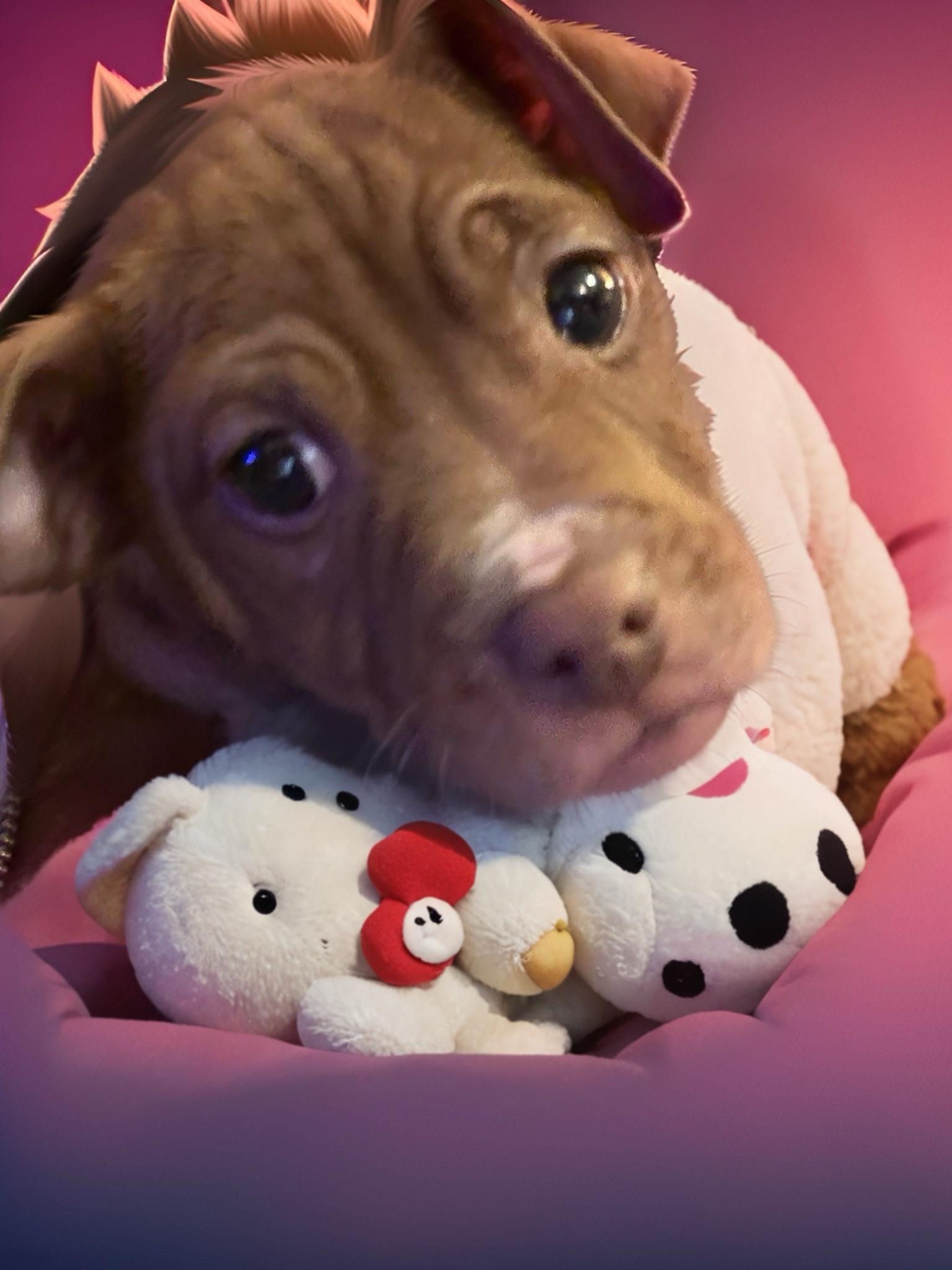 Enlarge Gidget , a ADOPTABLE mixed breed in Woodbury, NJ image 1/3