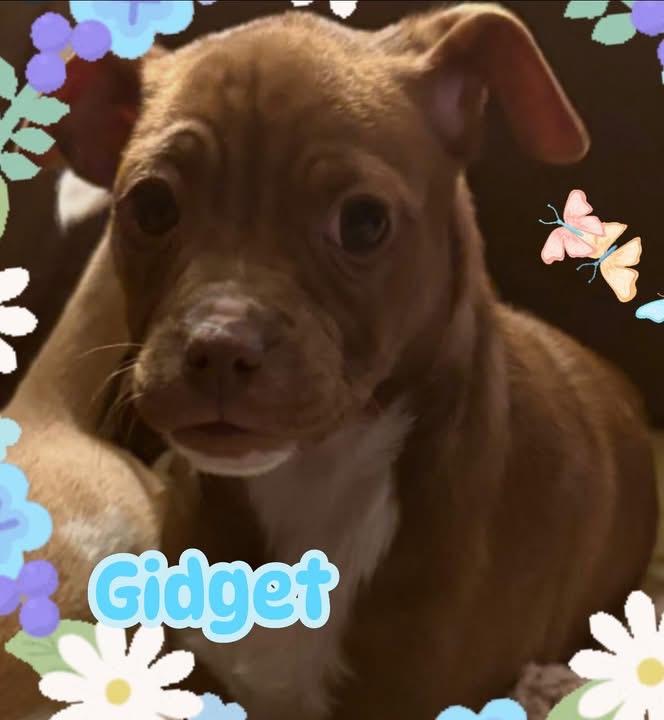 Gidget , ADOPTABLE, Puppy Female Chihuahua & Jack Russell Terrier.