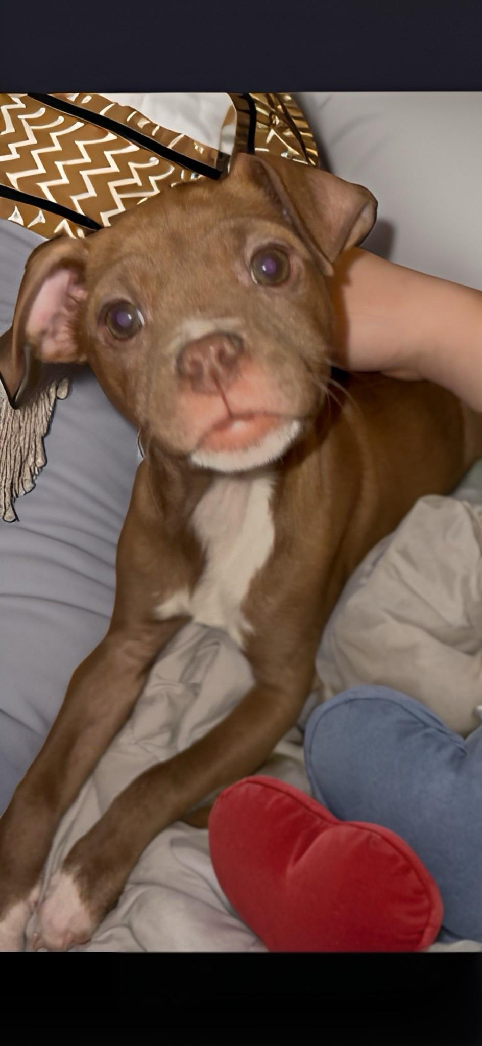 Enlarge Gidget , a ADOPTABLE mixed breed in Woodbury, NJ image 2/3