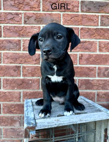 Enlarge Rita, a Adoptable mixed breed in Chesterfield, MI image 2/2