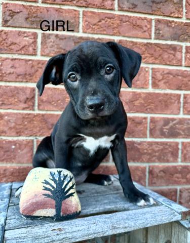 Rita, Adoptable, Puppy Female Boston Terrier.