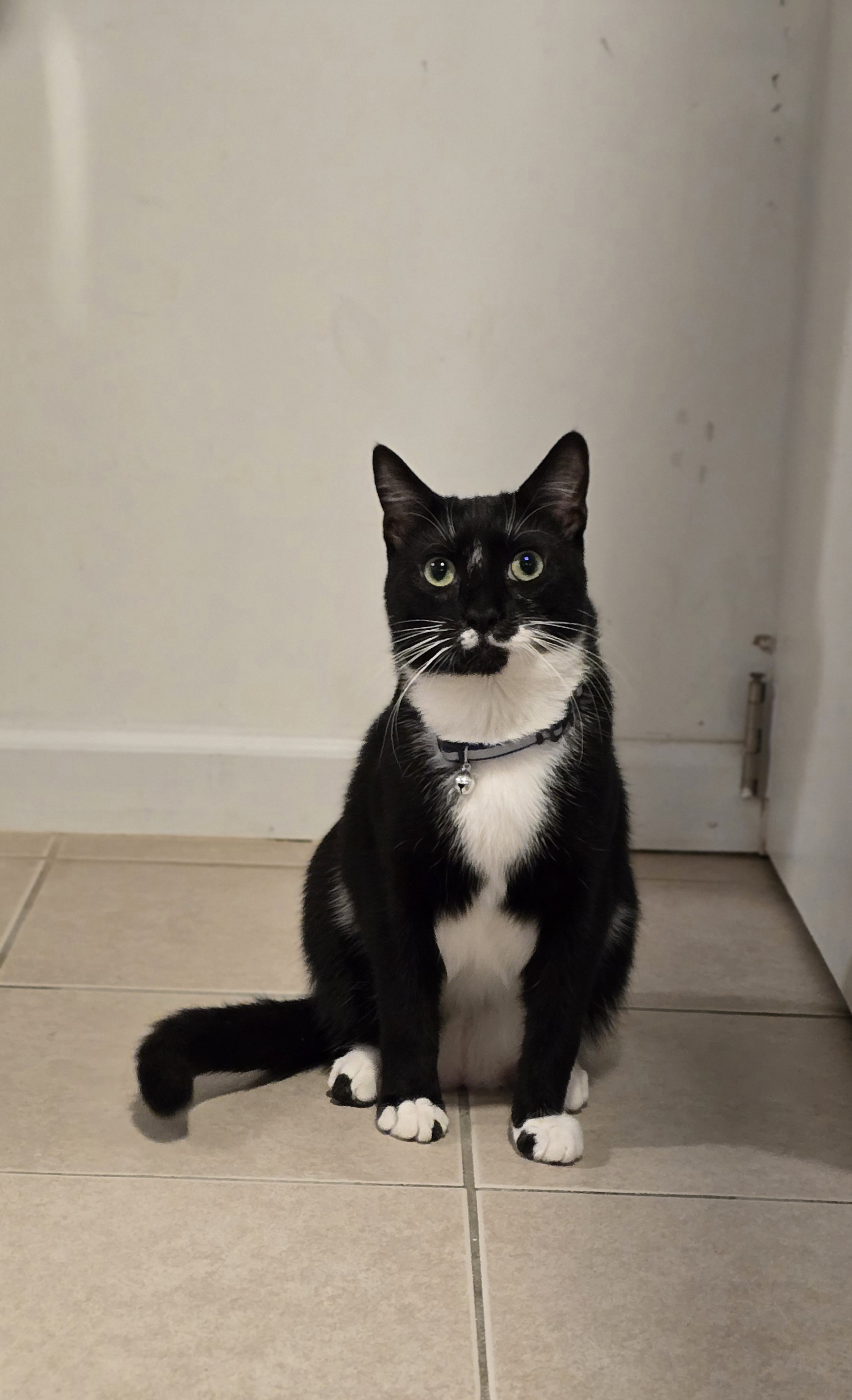 Enlarge Meet Abu! Dashing, Charming, and Ready to Steal Your  Heart!, a Adoptable Domestic Short Hair in North Bergen, NJ image 4/4