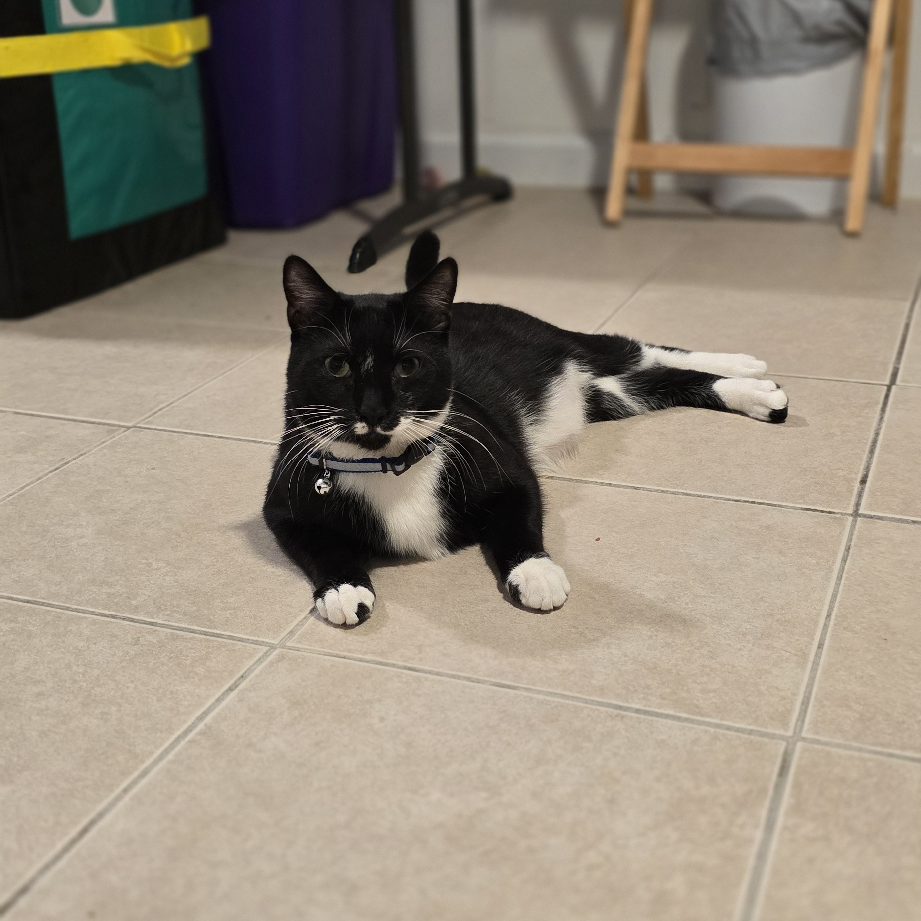 Enlarge Meet Abu! Dashing, Charming, and Ready to Steal Your  Heart!, a Adoptable Domestic Short Hair in North Bergen, NJ image 2/4