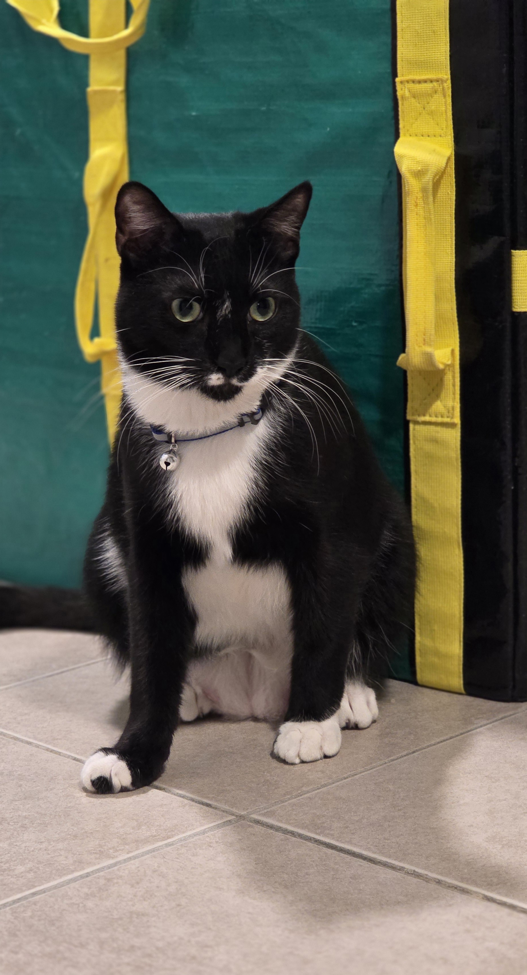 Enlarge Meet Abu! Dashing, Charming, and Ready to Steal Your  Heart!, a Adoptable Domestic Short Hair in North Bergen, NJ image 3/4